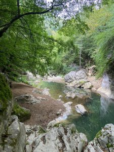 Изпълнителна агенция по горите | Новини