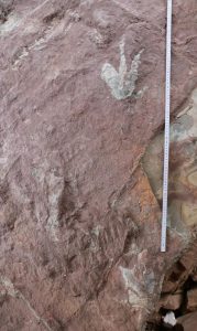 Отпечатъци на динозавър Theropod, потвърдени в Гуанси