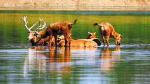 Популацията на елени в Китай нараства 200 пъти от 1985 г