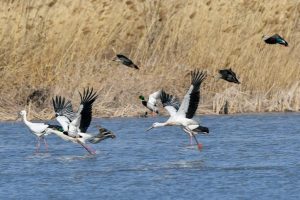 Експерти предупреждават за ускорена загуба на биоразнообразие