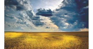 Древна земеделска техника може да стабилизира реколтата