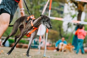 Над 100 отбора участват в шанхайския етап на Canicross